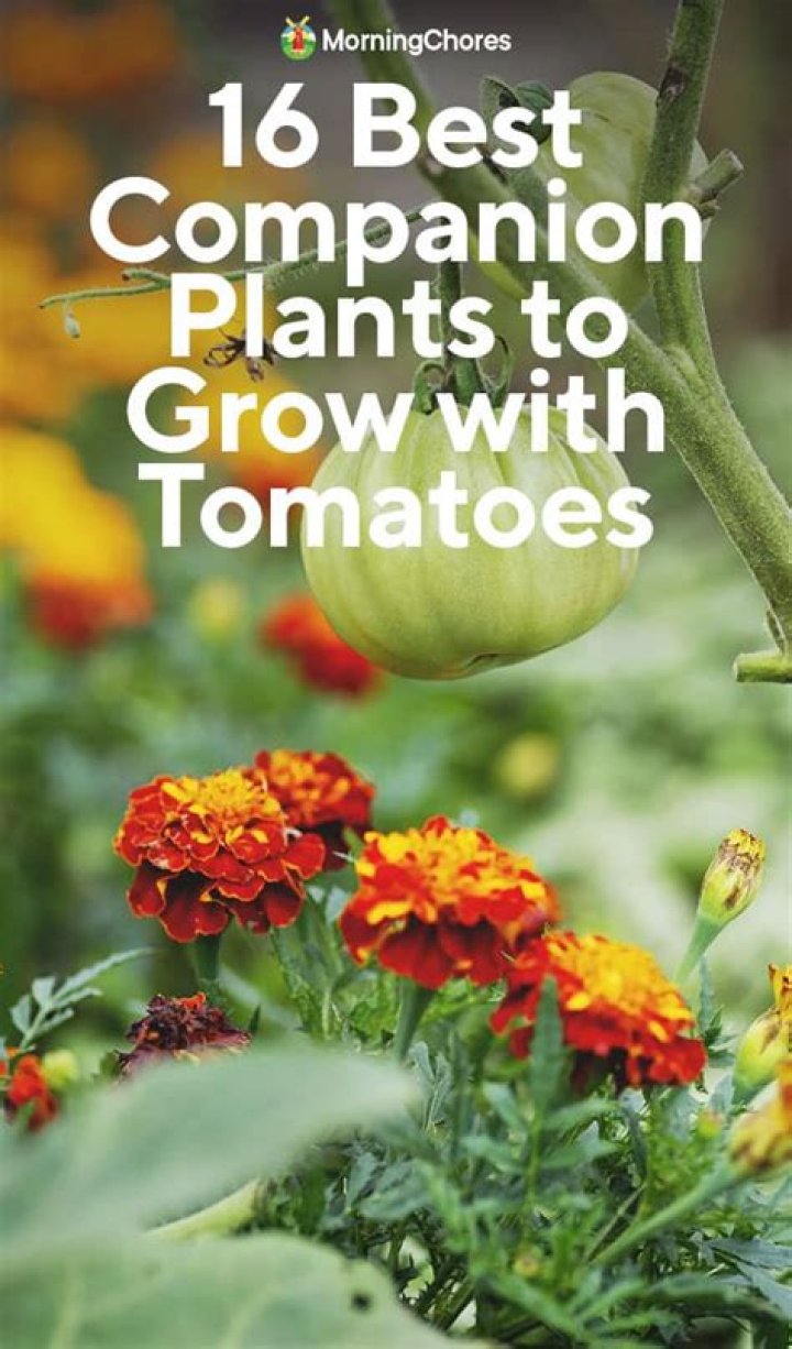 Best Companion Plants for Tomatoes: Boost Your Garden&rsquo;s Productivity