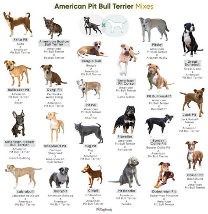 Different Types of Pit Bull Breeds: A Comprehensive Guide for Enthusiasts
