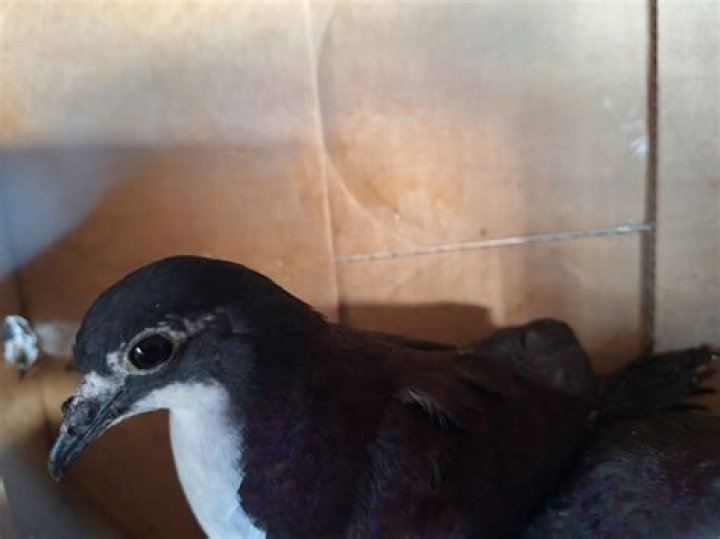 Discover: Auctions, Birds, & More - Explore Today!