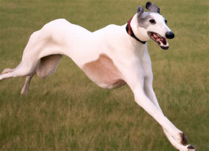 Unleashing the Power of Greyhounds: A Comprehensive Guide to Understanding the Breed
