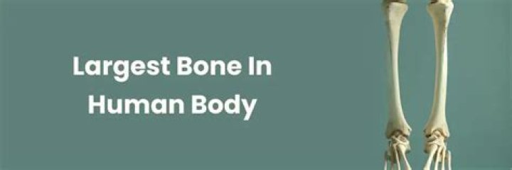 What Is the Largest Bone in the Human Body? A Comprehensive Guide
