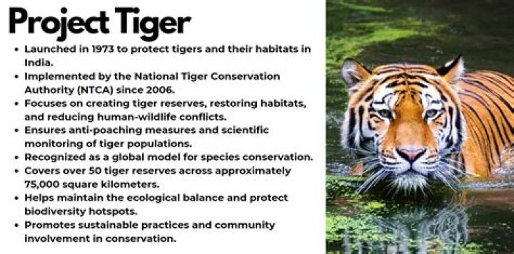 Where Can Tigers Live? Exploring Their Natural Habitats and Conservation Efforts